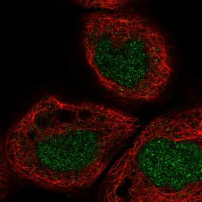 Immunocytochemistry/Immunofluorescence: AOF1 Antibody [NBP1-90148] - Staining of human cell line A-431 shows localization to nucleus. Antibody staining is shown in green.