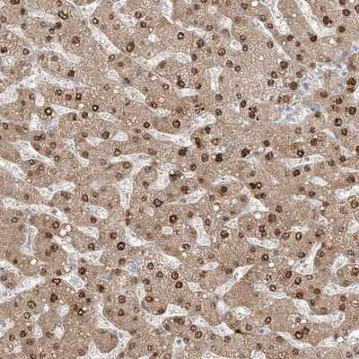 Immunohistochemistry-Paraffin: AOF1 Antibody [NBP1-90148] - Staining of human liver shows nuclear and cytoplasmic positivity in hepatocytes.