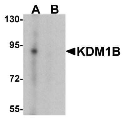 Western Blot: AOF1 Antibody [NBP2-81895] - Western blot analysis of AOF1 in K562 cell lysate with AOF1 antibody at 0.5 ug/ml in (A) the absence and (B) the presence of blocking peptide