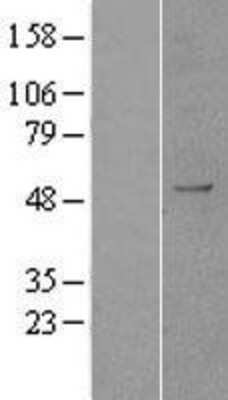 Western Blot: AOF1 Overexpression Lysate (Adult Normal) [NBP2-04430] Left-Empty vector transfected control cell lysate (HEK293 cell lysate); Right -Over-expression Lysate for AOF1.