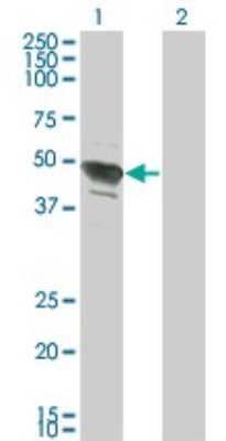 Western Blot: AP-2 beta/TFAP2B Antibody (2F6) [H00007021-M02] - Analysis of TFAP2B expression in transfected 293T cell line by TFAP2B monoclonal antibody (M02), clone 2F6.Lane 1: TFAP2B transfected lysate(50.474 KDa).Lane 2: Non-transfected lysate.