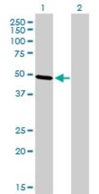 Western Blot: AP-2 beta/TFAP2B Antibody (3G5-1D11) [H00007021-M01] - Analysis of TFAP2B expression in transfected 293T cell line by TFAP2B monoclonal antibody (M01), clone 3G5-1D11.Lane 1: TFAP2B transfected lysate(49.3 KDa).Lane 2: Non-transfected lysate.