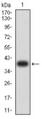 Western Blot: AP-2 beta/TFAP2B Antibody (6F7G1) [NBP2-61858] - Analysis using TFAP2B mAb against human TFAP2B (AA: 84-193) recombinant protein. (Expected MW is 38 kDa)