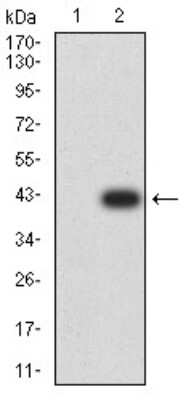 Western Blot: AP-2 beta/TFAP2B Antibody (6F7G1) [NBP2-61858] - Analysis using TFAP2B mAb against HEK293 (1) and TFAP2B (AA: 84-193)-hIgGFc transfected HEK293 (2) cell lysate.