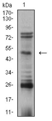 Western Blot: AP-2 beta/TFAP2B Antibody (6F7G1) [NBP2-61858] - Analysis using TFAP2B mouse mAb against SK-N-SH (1) cell lysate.