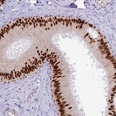 Immunohistochemistry-Paraffin: AP-2 beta/TFAP2B Antibody [NBP1-89063] - Staining of human epididymis shows strong nuclear positivity in glandular cells.