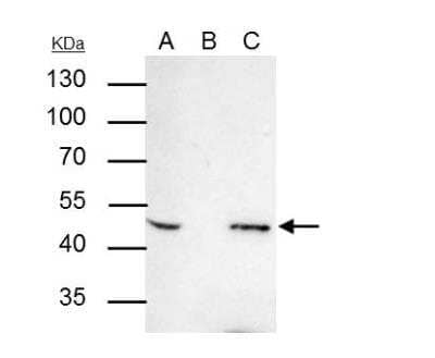 Immunoprecipitation: AP-2 beta/TFAP2B Antibody [NBP2-20606] - IP samples: MCF-7 whole cell extract A. 30 ug MCF-7 whole cell extract B. Control with 4 ug of preimmune Rabbit IgG C. Immunoprecipitation of AP2 beta protein by 4 ug AP2 beta antibody 7.5 % SDS-PAGE The  mmunoprecipitated AP2 beta protein was detected by AP2 beta antibody diluted at 1:1000. [EasyBlot anti-rabbit IgG was used as a secondary reagent]