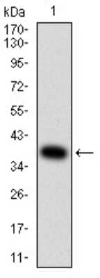 Western Blot: AP-2 gamma Antibody (3A11A5) [NBP2-61859] - Analysis using TFAP2C mAb against human TFAP2C (AA: 341-450) recombinant protein. (Expected MW is 38.2 kDa)