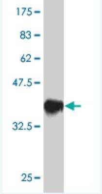 Western Blot: AP-2 gamma Antibody (3C8) [H00007022-M01] - Detection against Immunogen (37.84 KDa) .