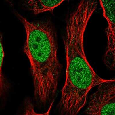 Immunocytochemistry/Immunofluorescence: AP-2 gamma Antibody [NBP2-55343] - Staining of human cell line U-2 OS shows localization to nucleoplasm. Antibody staining is shown in green.