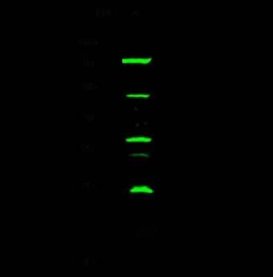 Western Blot: AP-2 gamma Antibody [NBP2-98897] - Anti-AP-2 gamma rabbit polyclonal antibody at 1:500 dilution. Lane A: K562 Whole Cell Lysate. Lysates/proteins at 30 ug per lane. Secondary Goat Anti-Rabbit IgG H&L (Dylight 800) at 1/10000 dilution. Developed using the Odyssey technique. Performed under reducing conditions. Predicted band size: 49 kDa. Observed band size: 49 kDa (We are unsure as to the identity of these extra bands).