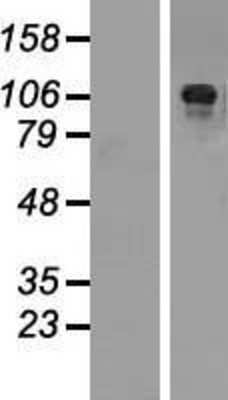 Western Blot AP180 Overexpression Lysate