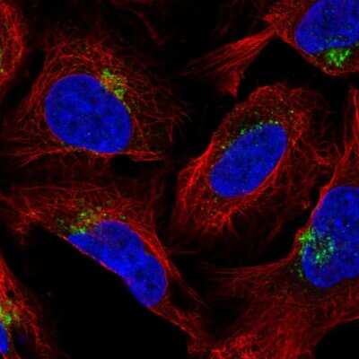 Immunocytochemistry/ Immunofluorescence AP1AR Antibody