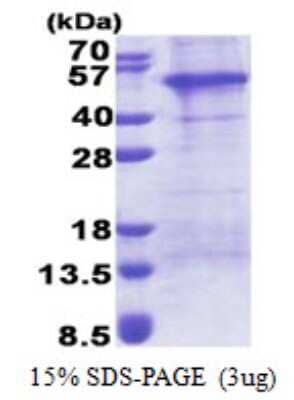 SDS-Page: AP1AR Protein [NBP2-22677]