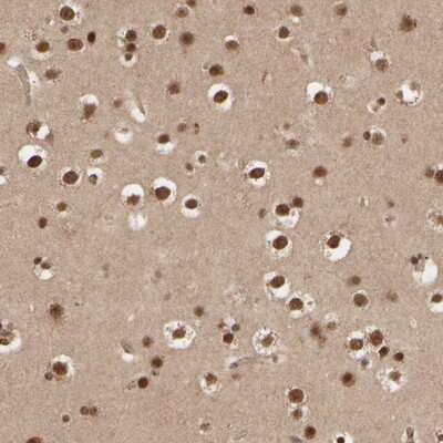 Immunohistochemistry-Paraffin: AP1GBP1 Antibody [NBP1-90144] - Staining of human cerebral cortex shows strong nuclear positivity in neuronal cells.