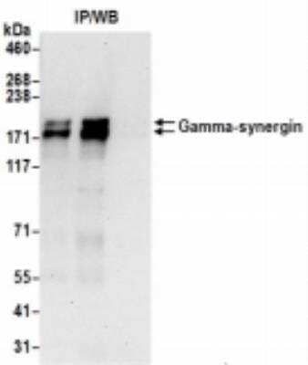 <b>Biological Strategies Validation. </b>Immunoprecipitation: AP1GBP1 Antibody [NBP2-36531] - Samples: Whole cell lysate (0.5 or 1.0 mg per IP reaction; 20% of IP loaded) from 293T cells prepared using NETN lysis buffer. For blotting immunoprecipitated Gamma-synergin, it was used at 1 ug/ml. Detection: Chemiluminescence with an exposure time of 30 seconds.