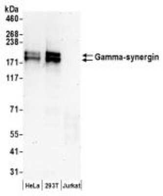 Western Blot: AP1GBP1 Antibody [NBP2-36531] - Samples: Whole cell lysate (50 ug) from HeLa, 293T, and Jurkat cells prepared using NETN lysis buffer. Antibodies: Affinity purified rabbit anti-Gamma-synergin antibody used for WB at 0.1 ug/ml. Detection: Chemiluminescence with an exposure time of 3 minutes.