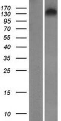 Western Blot: AP1GBP1 Overexpression Lysate (Adult Normal) [NBP2-10375] Left-Empty vector transfected control cell lysate (HEK293 cell lysate); Right -Over-expression Lysate for AP1GBP1.