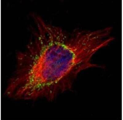 Immunocytochemistry/ Immunofluorescence AP1S2 Antibody