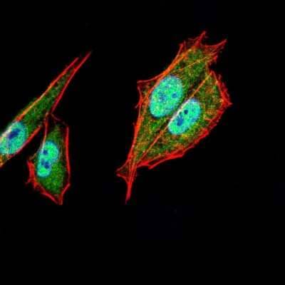 Immunocytochemistry/Immunofluorescence: AP2 alpha Antibody (1A10C5) [NBP2-52571] - Analysis of Hela cells using TFAP2A mouse mAb (green). Blue: DRAQ5 fluorescent DNA dye. Red: Actin filaments have been labeled with Alexa Fluor- 555 phalloidin.