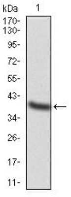 Western Blot: AP2 alpha Antibody (1A10C5) [NBP2-52571] - Analysis using TFAP2A mAb against human TFAP2A (AA: 1-100) recombinant protein. (Expected MW is 37 kDa)