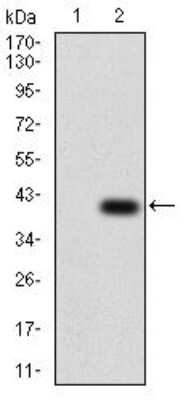 Western Blot: AP2 alpha Antibody (1A10C5) [NBP2-52571] - Analysis using TFAP2A mAb against HEK293 (1) and TFAP2A (AA: 1-100)-hIgGFc transfected HEK293 (2) cell lysate.