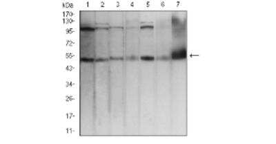 AP2 alpha Antibody (7D2B5) [NBP2-52572] - Analysis using TFAP2A mouse mAb against Hela (1), MCF-7 (2), Cos7 (3), A431 (4), HCT116 (5), NIH/3T3 (6), and PC12 (7) cell lysate.