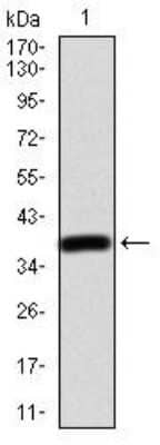 Western Blot: AP2 alpha Antibody (7D2B5) [NBP2-52572] - Analysis using TFAP2A mAb against human TFAP2A (AA: 1-100) recombinant protein. (Expected MW is 37 kDa)