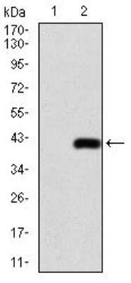 Western Blot: AP2 alpha Antibody (7D2B5) [NBP2-52572] - Analysis using TFAP2A mAb against HEK293 (1) and TFAP2A (AA: 1-100)-hIgGFc transfected HEK293 (2) cell lysate.