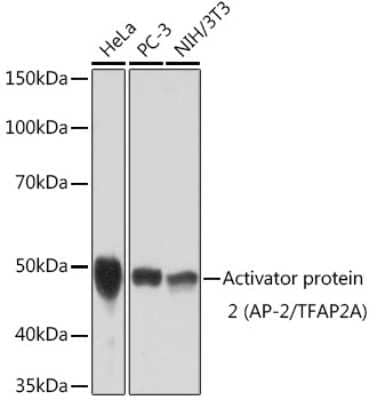 Western Blot: AP2 alpha Antibody (8I8E4) [NBP3-16108] - Western blot analysis of extracts of various cell lines, using AP2 alpha Rabbit mAb (NBP3-16108) at 1:1000 dilution. Secondary antibody: HRP Goat Anti-Rabbit IgG (H+L) at 1:10000 dilution. Lysates/proteins: 25ug per lane. Blocking buffer: 3% nonfat dry milk in TBST. Detection: ECL Basic Kit. Exposure time: 3min.