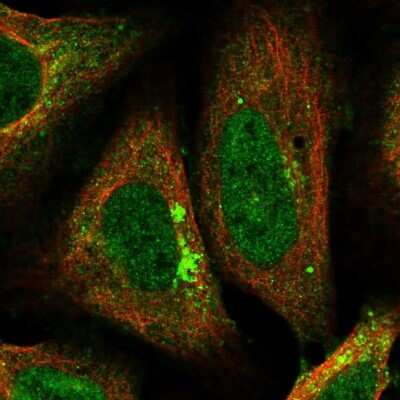 Immunocytochemistry/Immunofluorescence: AP2 alpha Antibody [NBP1-90143] - Immunofluorescent staining of human cell line U-2 OS shows localization to nucleoplasm, cytosol, the Golgi apparatus & vesicles. Antibody staining is shown in green.