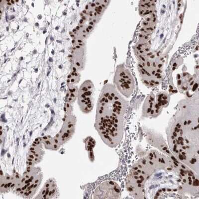 Immunohistochemistry-Paraffin: AP2 alpha Antibody [NBP1-90143] - Staining of human placenta shows high expression.