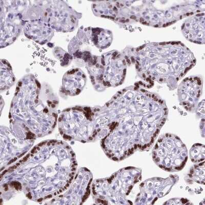 Immunohistochemistry-Paraffin: AP2 alpha Antibody [NBP2-38809] - Staining of human placenta shows high expression.