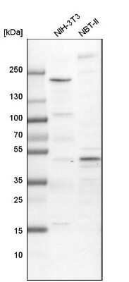 Western Blot: AP2 alpha Antibody [NBP1-90143] - Analysis in mouse cell line NIH-3T3 and rat cell line NBT-II.