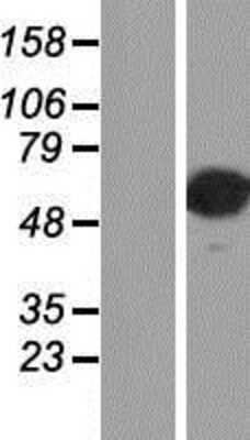 Western Blot AP2 alpha Overexpression Lysate