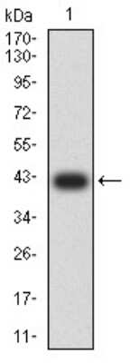 Western Blot: AP2M1 Antibody (4F1B2) [NBP2-61866] - Analysis using AP2M1 mAb against human AP2M1 (AA: 298-435) recombinant protein. (Expected MW is 41.8 kDa)