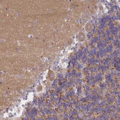 Immunohistochemistry: AP3M1 Antibody [NBP2-48904] - Staining of human cerebellum shows moderate cytoplasmic positivity in Purkinje cells.