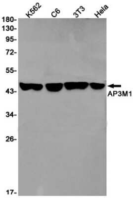Western Blot: AP3M1 Antibody (S08-8D2) [NBP3-14997] - Western blot detection of AP3M1 in K562, C6, 3T3, Hela cell lysates using AP3M1 Rabbit mAb (1:1000 diluted). Predicted band size: 47kDa. Observed band size: 47kDa.