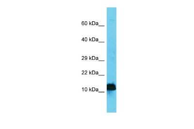 Western Blot: AP4S1 Antibody [NBP2-82639] - Host: Rabbit. Target Name: Ap4s1. Sample Type: Mouse Stomach lysates. Antibody Dilution: 1.0ug/ml