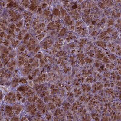 Immunohistochemistry-Paraffin: AP5B1 Antibody [NBP2-49531] - Staining of human pancreas shows strong cytoplasmic positivity in exocrine glandular cells.