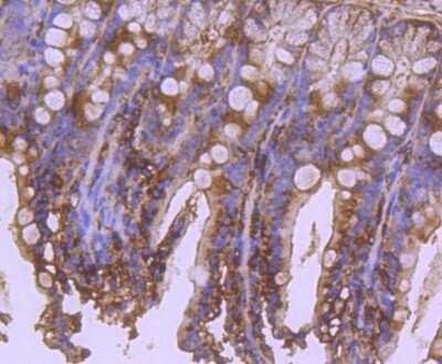 Immunohistochemistry-Paraffin: APAF-1 Antibody (SY22-02) [NBP2-67422] - Analysis of paraffin-embedded mouse colon tissue using anti-Apaf-1 antibody. Counter stained with hematoxylin.