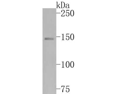 Western Blot: APAF-1 Antibody (SY22-02) [NBP2-67422] - Western blot analysis of Apaf-1 on SW480 cell lysates. Proteins were transferred to a PVDF membrane and blocked with 5% BSA in PBS for 1 hour at room temperature. The primary antibody (1/500) was used in 5% BSA at room temperature for 2 hours. Goat Anti-Rabbit IgG - HRP Secondary Antibody (HA1001) at 1:5,000 dilution was used for 1 hour at room temperature.