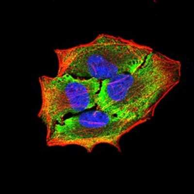 Immunocytochemistry/Immunofluorescence: APBA2 Antibody (1C12A4) [NBP2-61881] - Analysis of Hela cells using APBA2 mouse mAb (green). Blue: DRAQ5 fluorescent DNA dye. Red: Actin filaments have been labeled with Alexa Fluor- 555 phalloidin. Goat anti-Mouse IgG (H+L) DyLight 488 secondary antibody was used. 