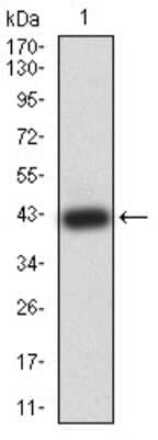 Western Blot: APBA2 Antibody (1C12A4) [NBP2-61881] - Analysis using APBA2 mAb against human APBA2 (AA: 15-158) recombinant protein. (Expected MW is 42 kDa)