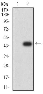 Western Blot: APBA2 Antibody (1C12A4) [NBP2-61881] - Analysis using APBA2 mAb against HEK293 (1) and APBA2 (AA: 15-158)-hIgGFc transfected HEK293 (2) cell lysate.