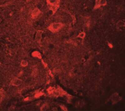 Immunocytochemistry/ Immunofluorescence APBA2 Antibody - BSA Free