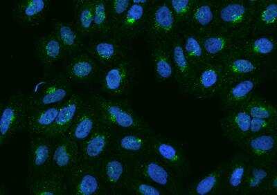 Immunocytochemistry/Immunofluorescence: APBA3/Mint-3 Antibody [NBP3-06040] - Staining of APBA3 in U2OS cells. Cells were fixed with 4% PFA, permeabilzed with 0.1% Triton X-100 in PBS,blocked with 10% serum, and incubated with rabbit anti-Human APBA3 polyclonal antibody (dilution ratio 1:200) at 4? overnight. Then cells were stained with the Alexa Fluor®488-conjugated Goat Anti-rabbit IgG secondary antibody (green) and counterstained with DAPI (blue).Positive staining was localized to Cytoplasm.