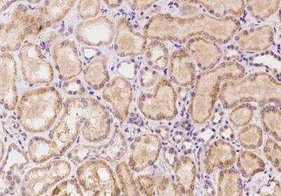 Immunohistochemistry-Paraffin APBA3/Mint-3 Antibody