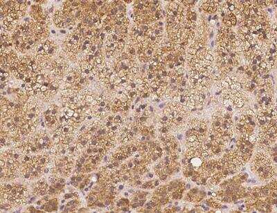 Immunohistochemistry-Paraffin: APBA3/Mint-3 Antibody [NBP3-06040] - Staining of human APBA3 in human adrenal gland with rabbit polyclonal antibody at 1:300 dilution.