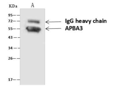 Immunoprecipitation APBA3/Mint-3 Antibody